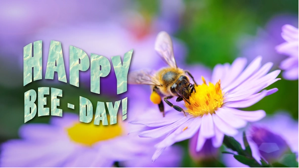 Adobe Photoshop Elements + Premiere Elements 2024