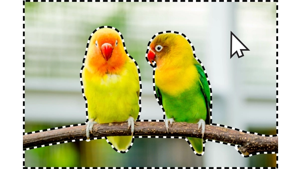 Adobe Photoshop Elements + Premiere Elements 2024