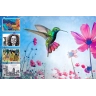 Adobe Photoshop Elements + Premiere Elements 2024